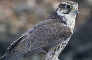 The European Saker falcon